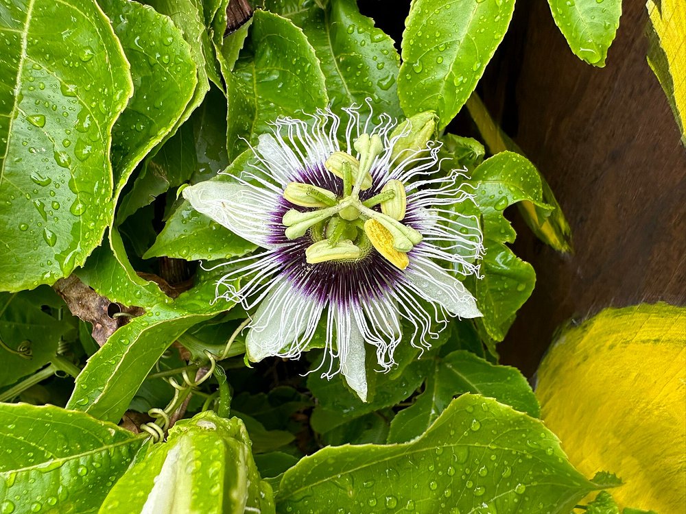 'Akaka Falls State Park Flora