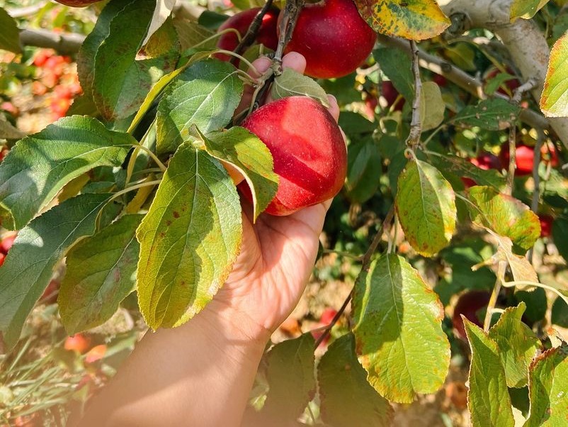 Things to Do in North Georgia: Apple Picking at BJ Reece Orchards