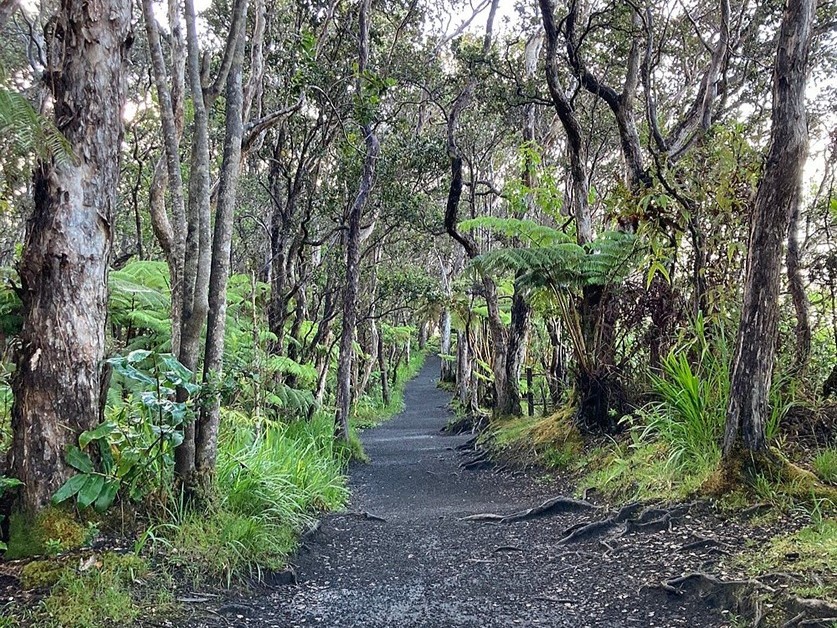 Kilauea Iki Trail rainforest; big island hikes
