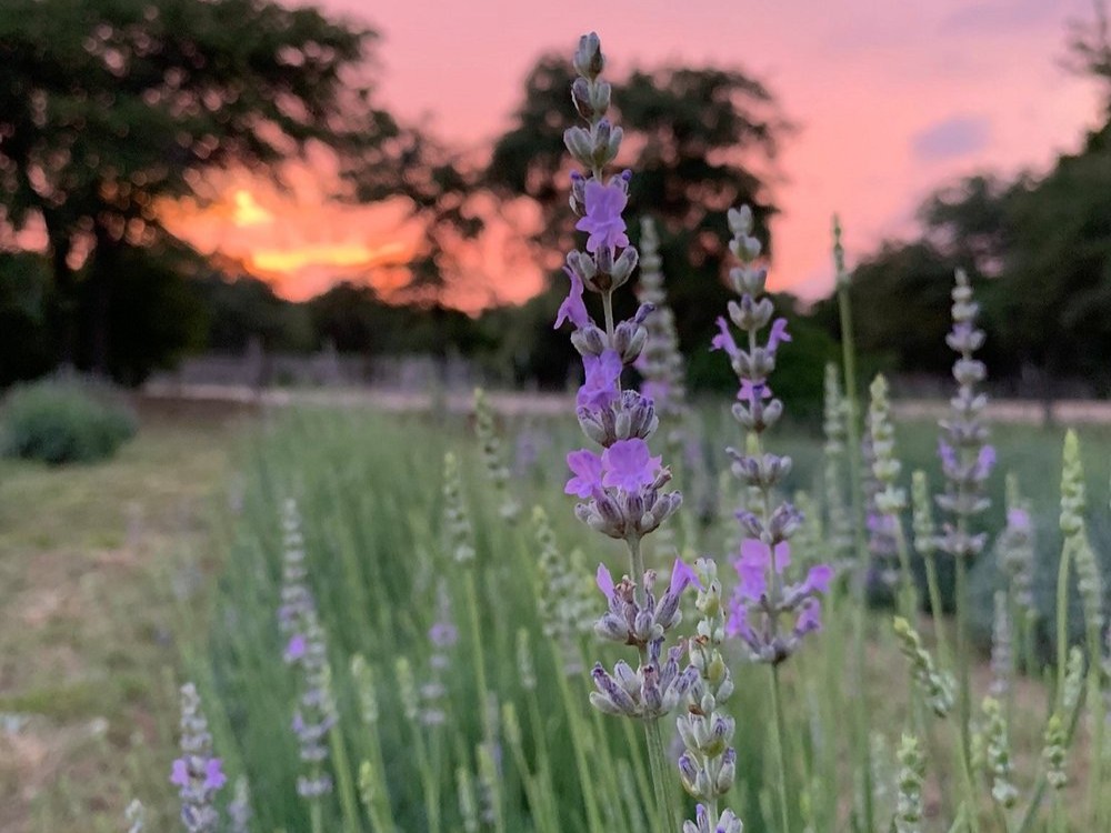 lavender in bloom near the main lodge of cedars ranch