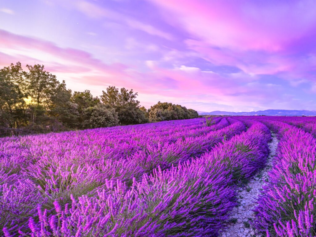 lavender fields luxury ranch resort texas