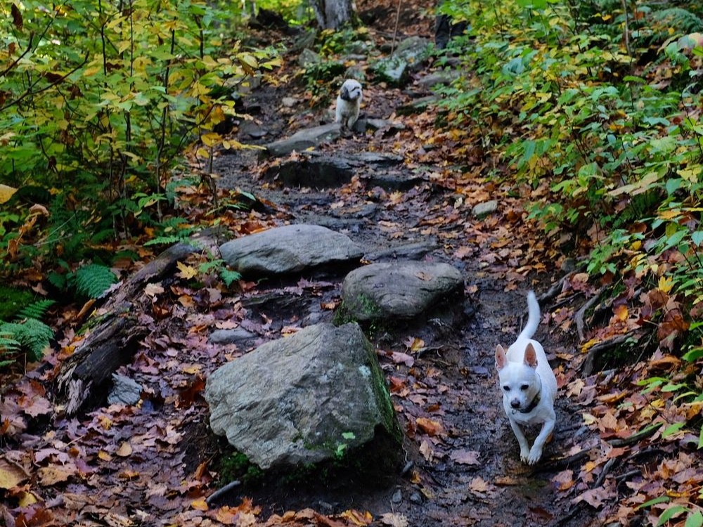 Fun Things to Do in August in Stowe: Stowe Pinnacle Trail
