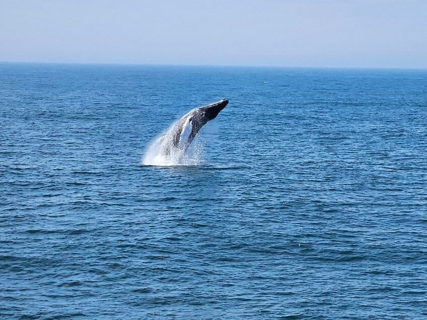 Whale Breaching; where to stay in bar harbor