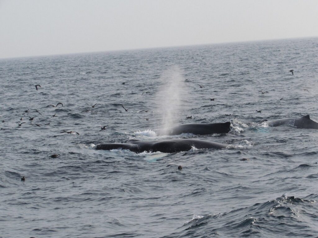Bar Harbor Whale Watch Whales