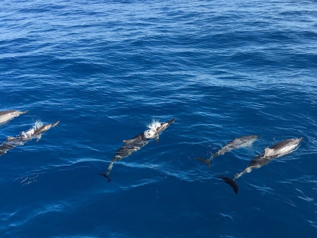 Kona Dolphin Tour