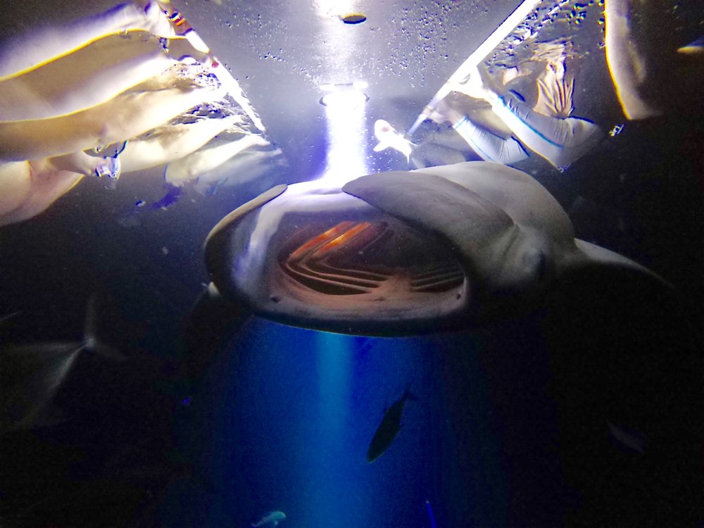 Manta Ray Night Snorkel