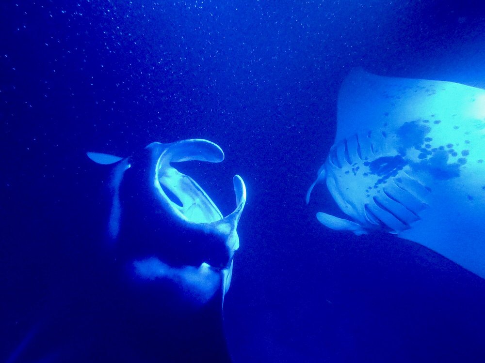Manta Ray Snorkel; things to do in kona hawaii