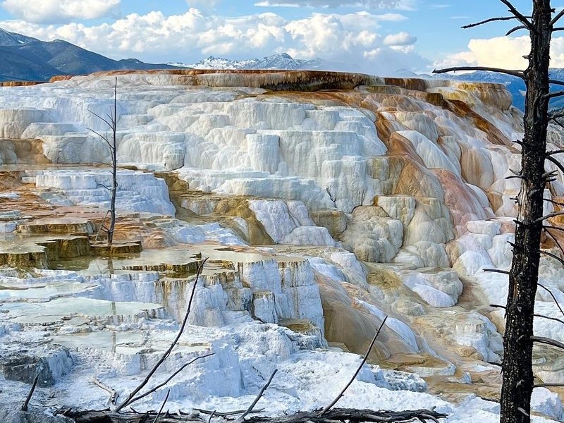 Canary Spring Yellowstone