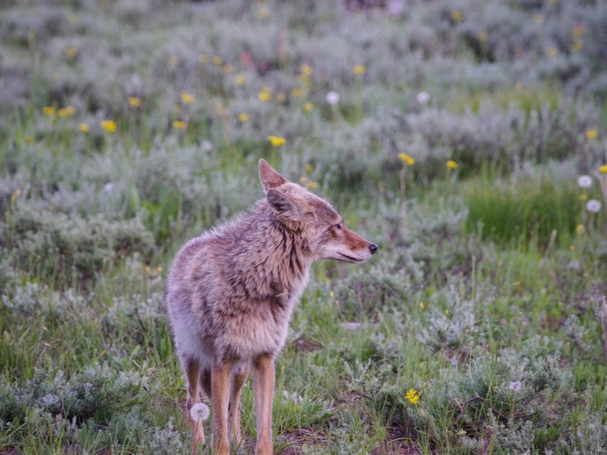 Coyote Grand Teton