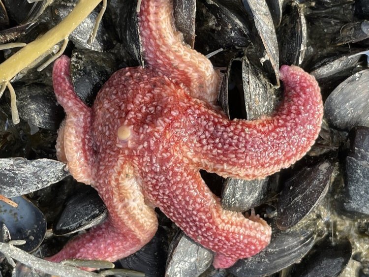 Affordable Family Vacations East Coast: Tidepooling Bar Harbor