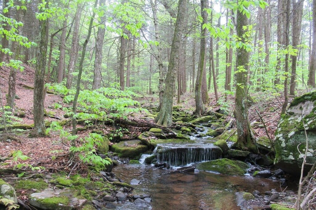 Best States for Hiking: New York (Overlook Mountain)
