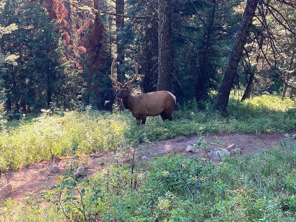 Elk on Delta Lake Trail
