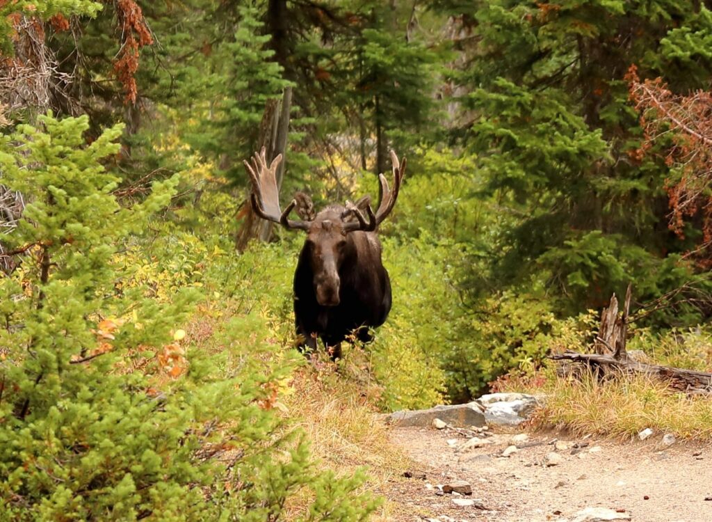 Best States for Hiking: Wyoming (Paintbrush Divide)