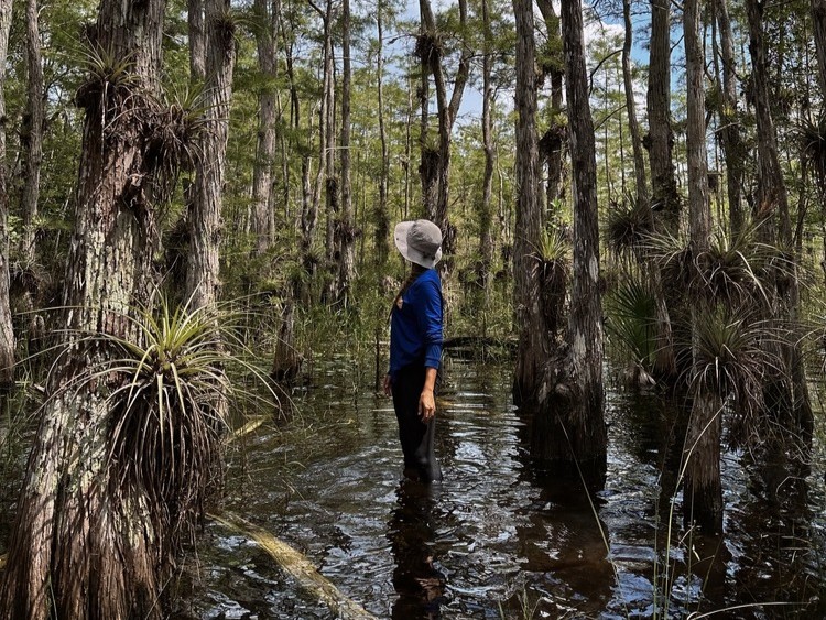 Hiking Florida Wetlands