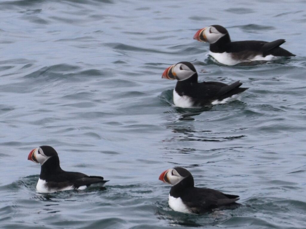 Puffins