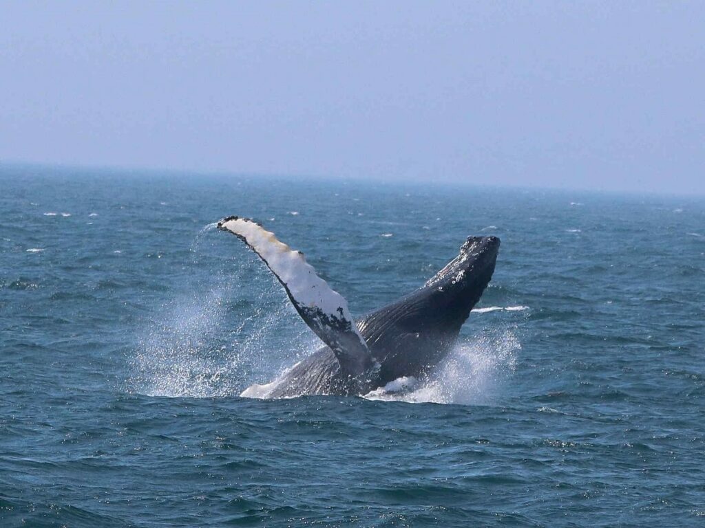 Whale Breaching