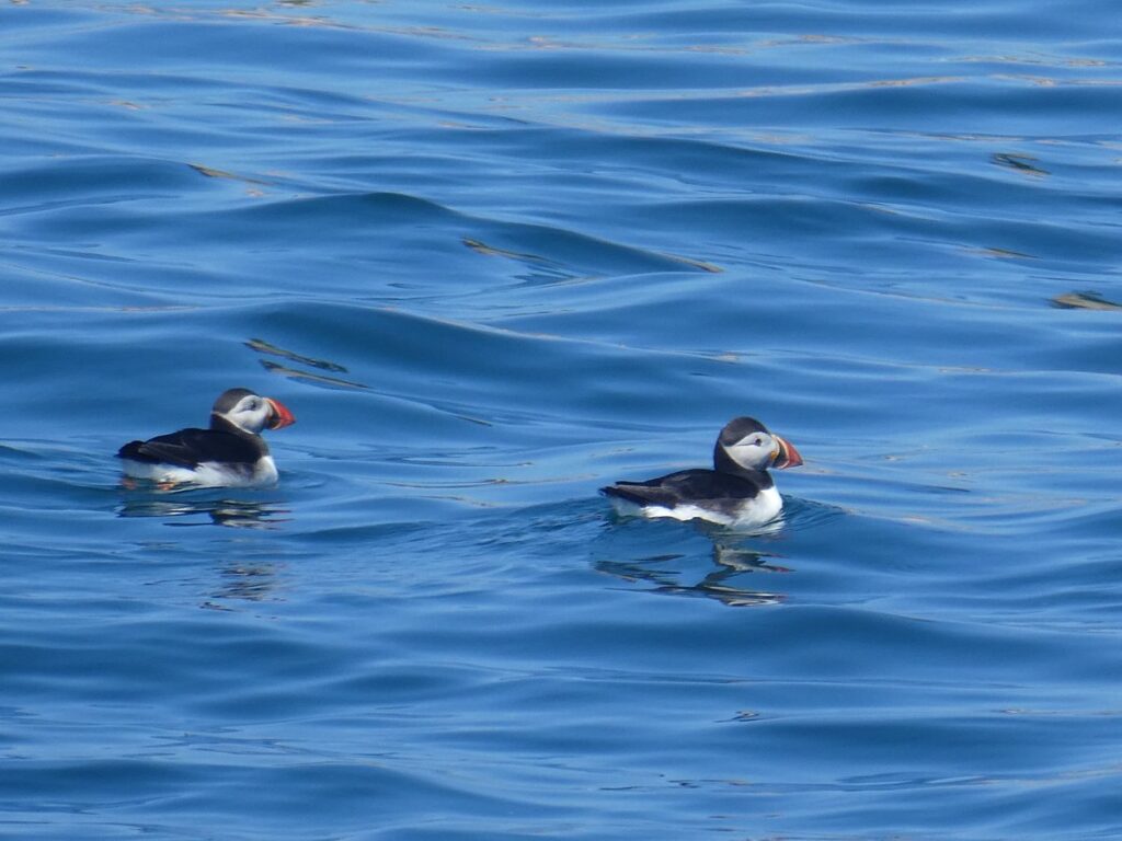 Bucket List Travel Adventures: Whale Watch Tour, Puffins