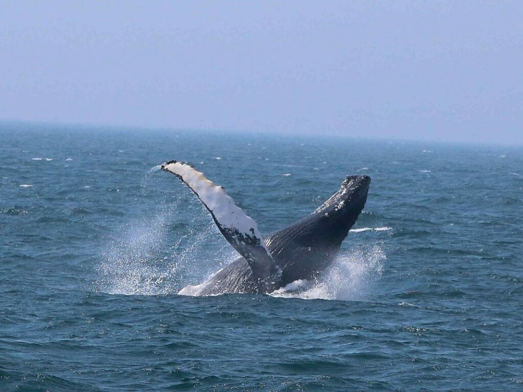 Whale Breaching