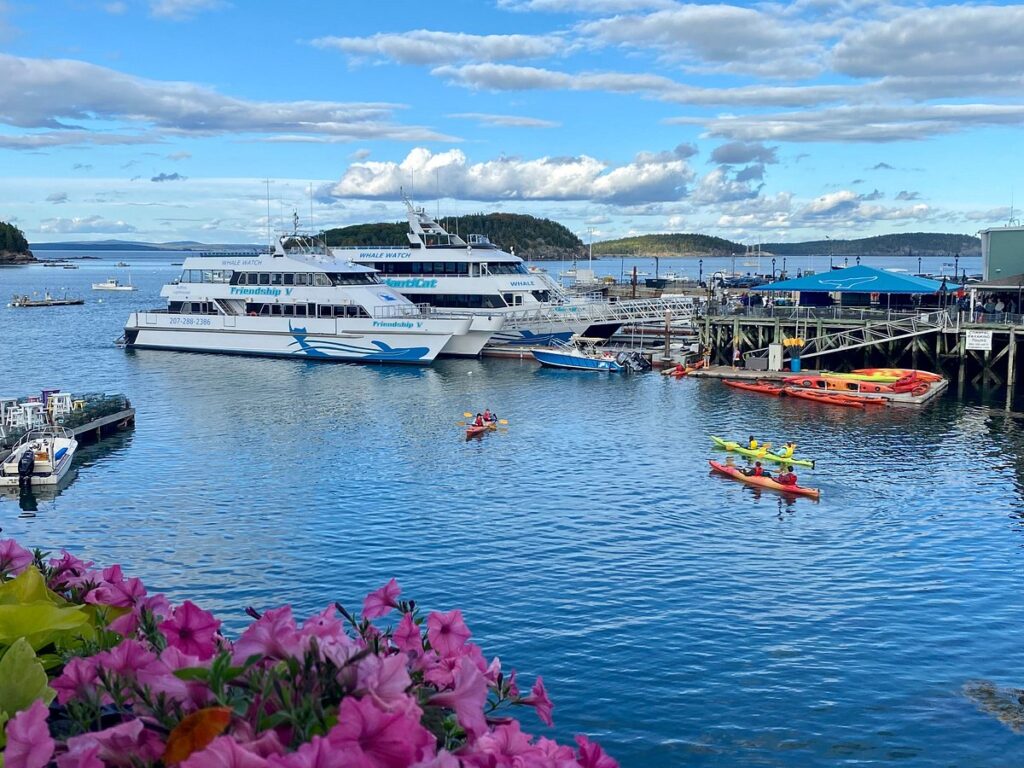 Whale Watch Tour, bucket list travel adventures