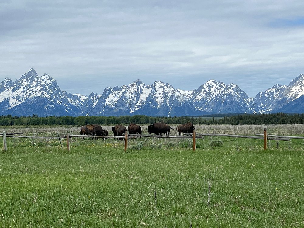Wildlife Safari Bison, bucket list travel adventures