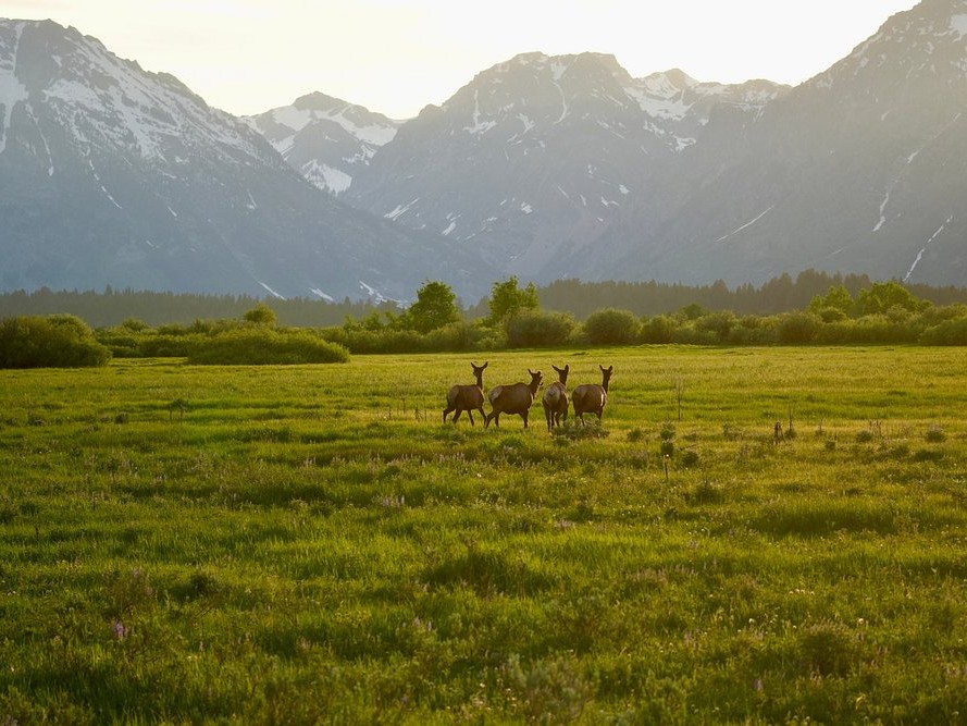 Wildlife Safari Deer bucket list travel adventure