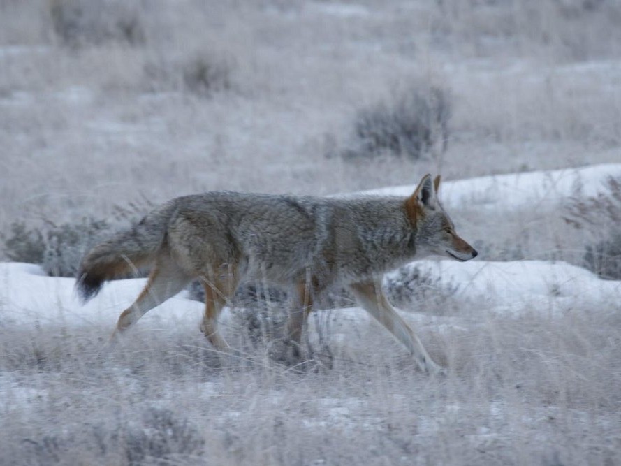 Wildlife Safari Wolf bucket list travel adventure