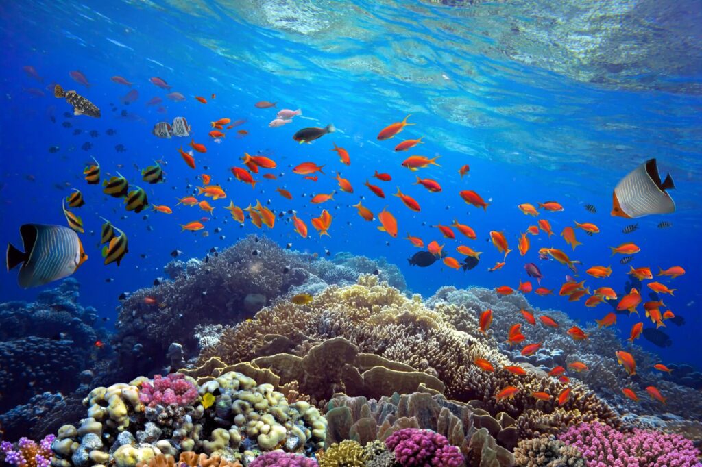 Coral Reef with Tropical Fish