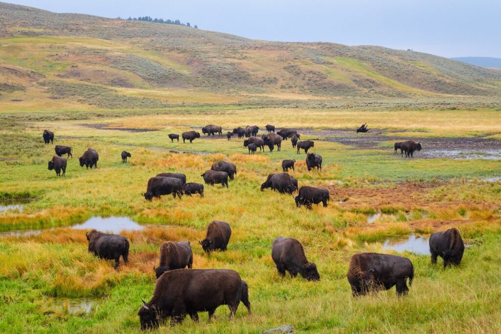 Herd of Yellowston Bison