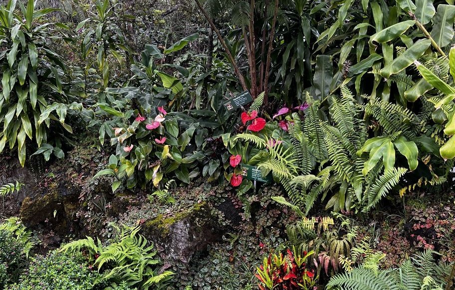 Lush Gardens at Mountain Thunder Coffee Plantation