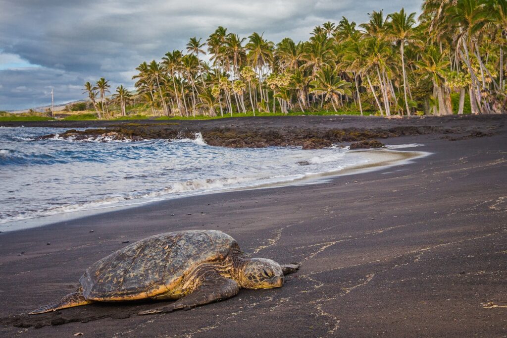 Turtle Resting on the Black Sand Beach