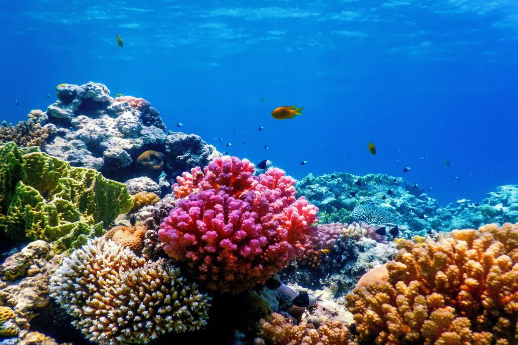 Best activities on the Big Island: snorkeling over coral reefs