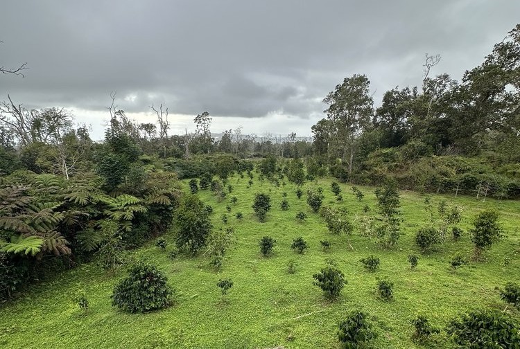 Viewpoint at the End of the Mountain Thunder Coffee Plantation Trail