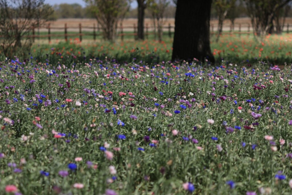 Wildflower Field in Bloom