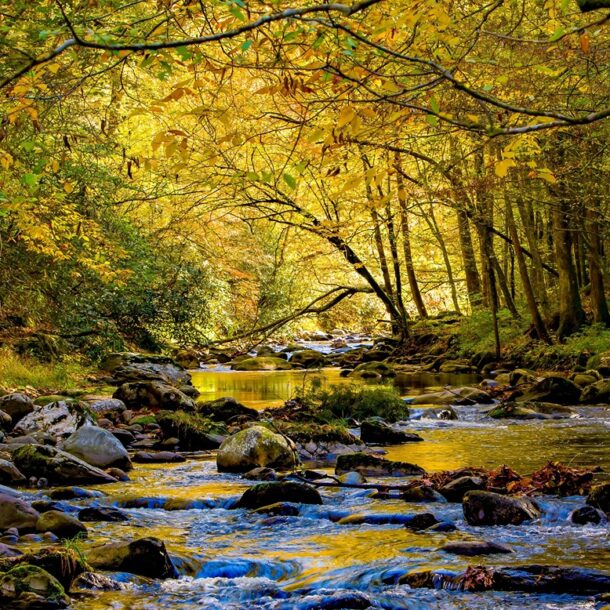 Little River in the Tremont Region of the Great Smokey Mountains National Park