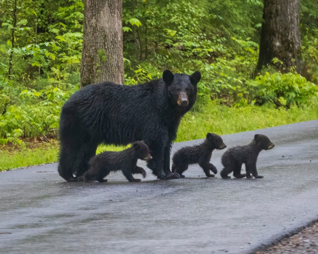 Best Time to Travel to North Carolina: Mother Bear Crossing the Street in Great Smoky Mountains National Park