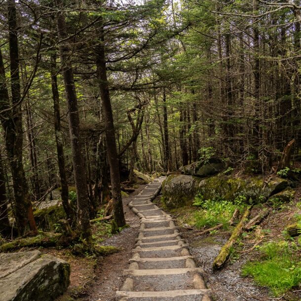 Path in Great Smoky Mountains National Park NC
