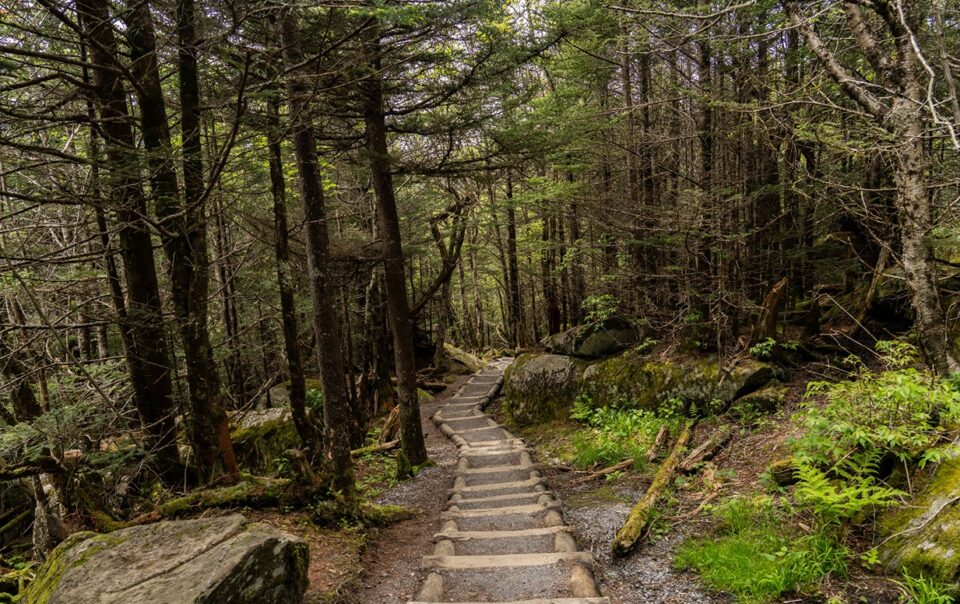 Path in Great Smoky Mountains National Park NC
