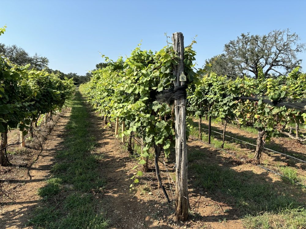 Vineyard in Fredericksburg