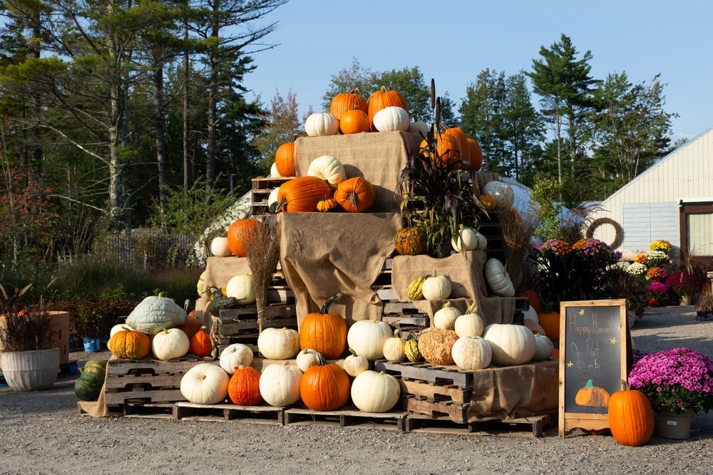 Best Halloween Travel Destinations: Bar Harbor Pumpkin Patch