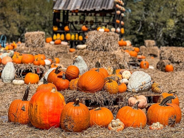 Best Halloween Travel Destinations: Fredericksburg Pumpkin Patch