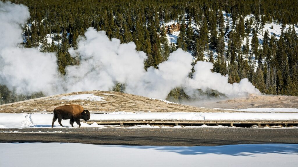 Bison at Old Faithful in Winter