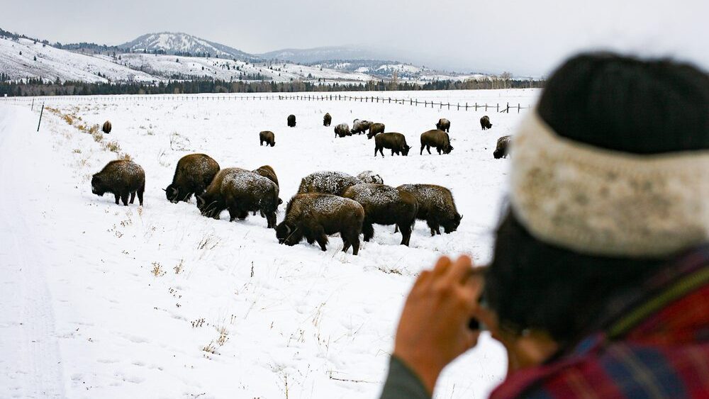 Bison on Wildlife Tour in Yellowstone