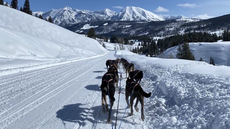 Dog Sledding in Yellowstone