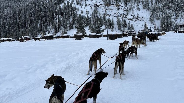 Dog Sledding on Yellowstone Winter Trips