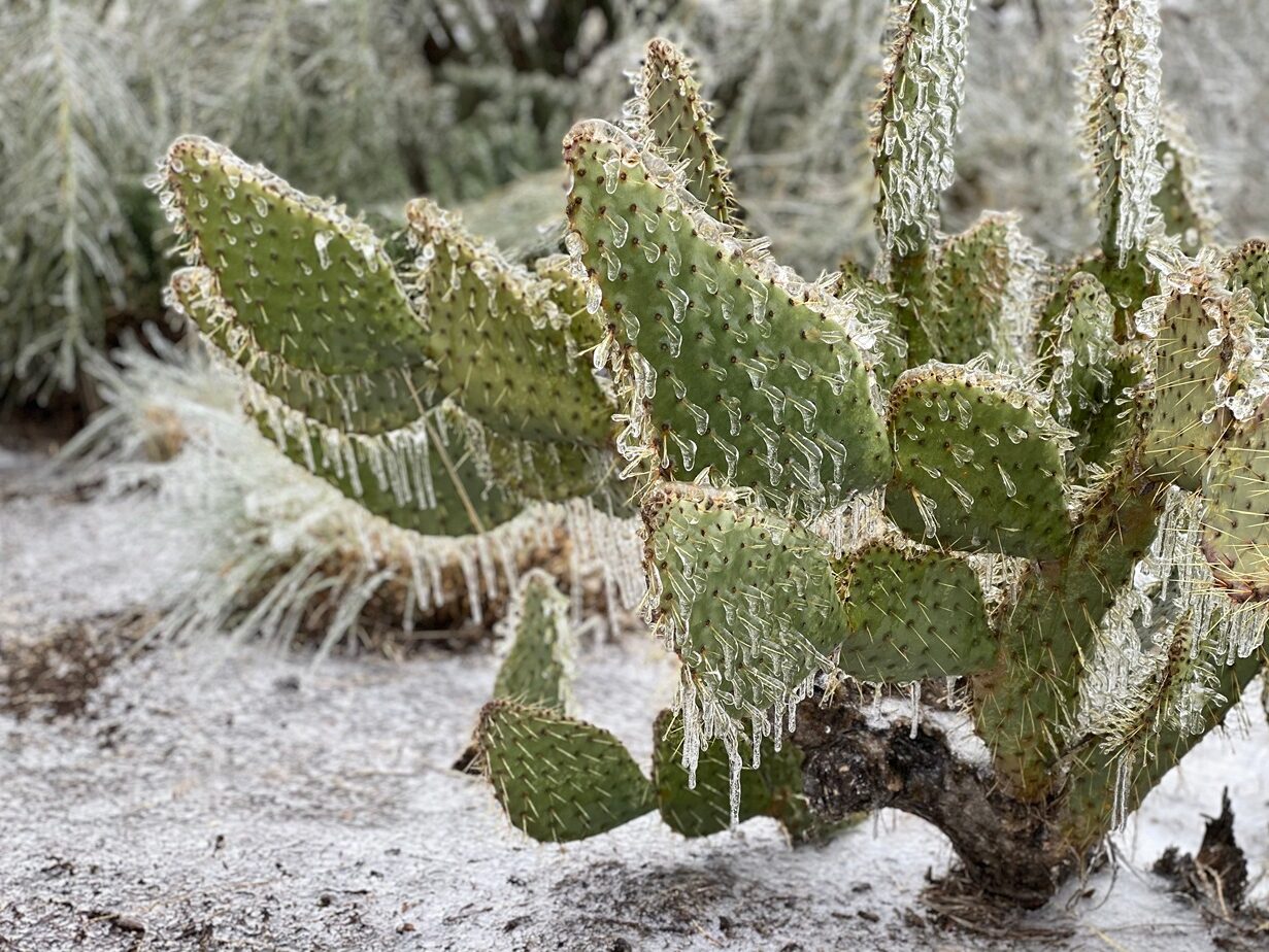 Frozen Cactus - Best Places to Visit in Texas in December