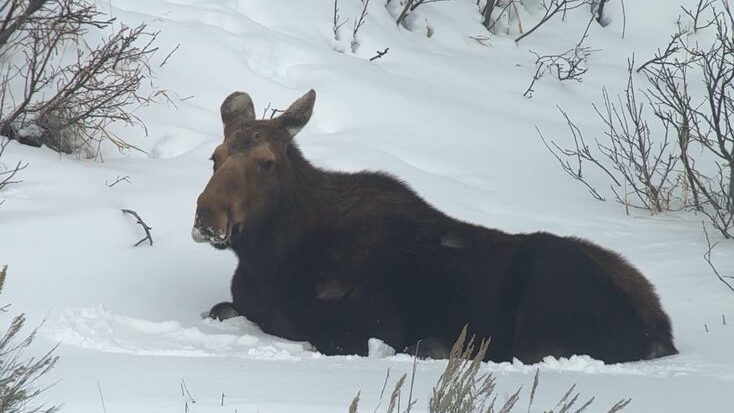 Wildlife Tours on Yellowstone Winter Trips
