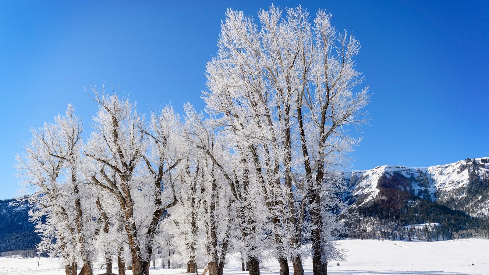 Winter Trees in Lamar Valley