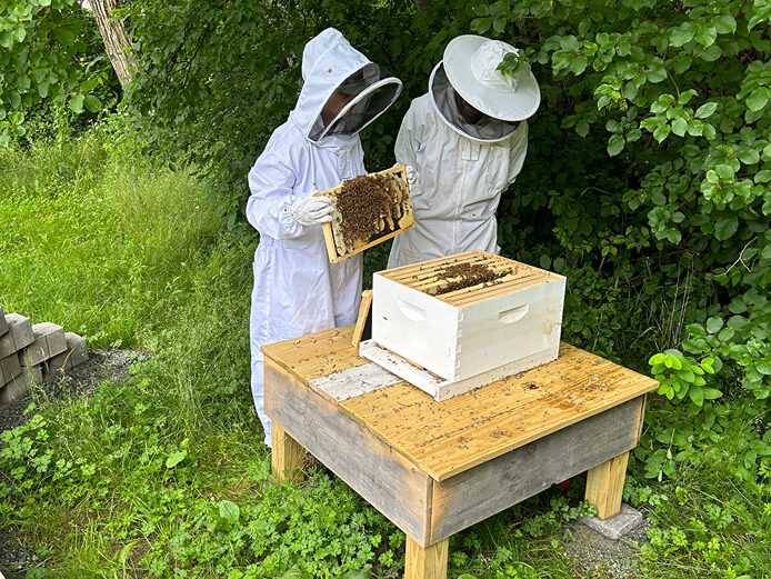 Beekeeping at Terramor