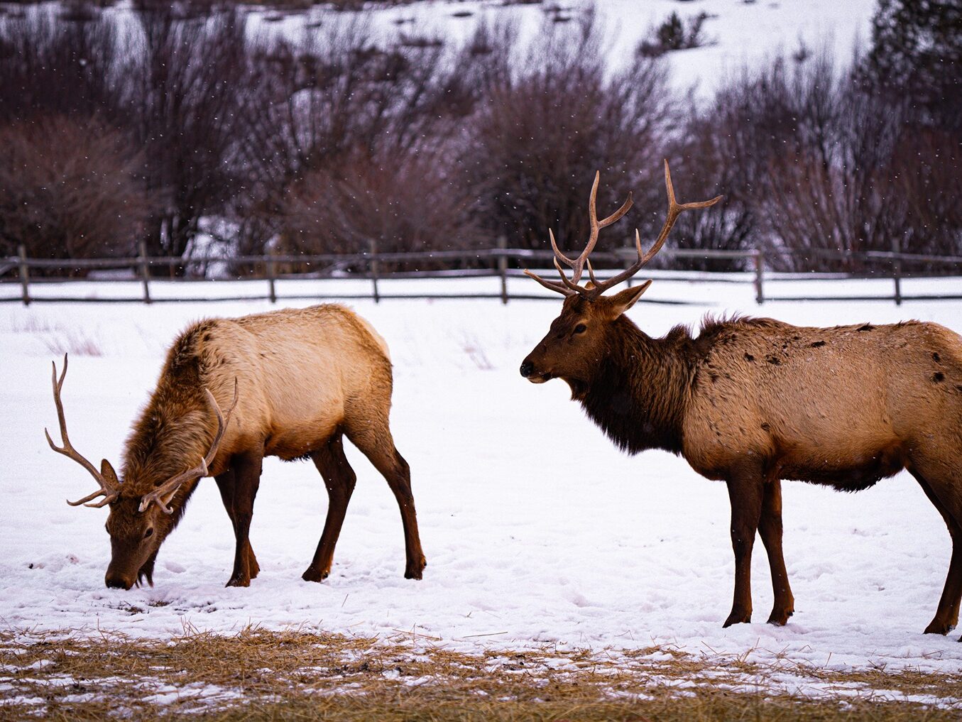 Elk Close Up