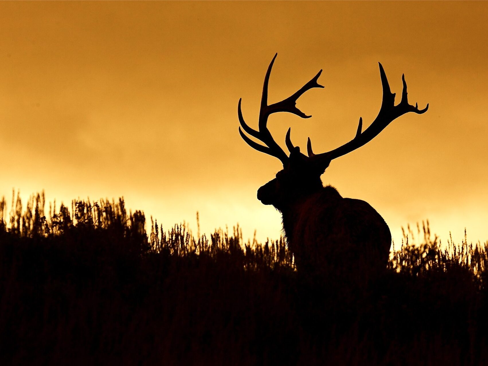 Elk with Trophy Antlers